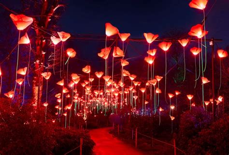 Lightscape City Botanic Gardens | Must Do Brisbane