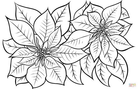 Poinsettia coloring page | Free Printable Coloring Pages