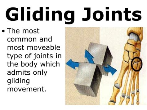 Diagram Of A Gliding Joint