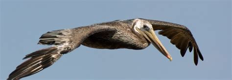 Pelican Symbolism, Dreams, and Messages | Spirit Animal Totems