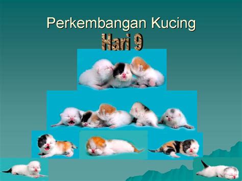 55+ Gambar Bayi Kucing Persia