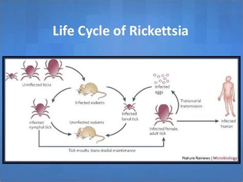 Rickettsial diseases