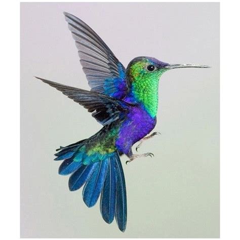 blue and green hummingbird on a perch liked on Polyvore | Pretty birds, Pet birds, Birds tattoo