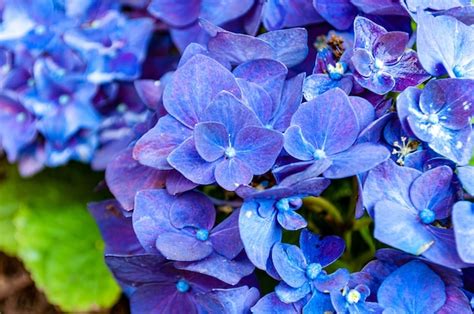 Free Photo | Hydrangea flower closeup