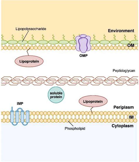 A New Method for Protein-Protein Interactions Detecting in Periplasm ...