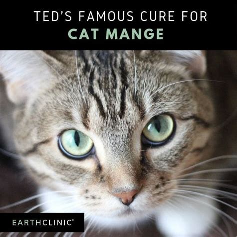 Ted's Famous Cat Mange Treatment - Earth Clinic