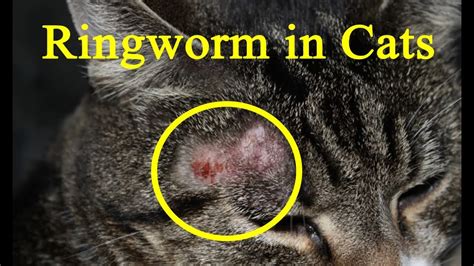 Natural Ringworm Treatment For Cats - Quotes Trending