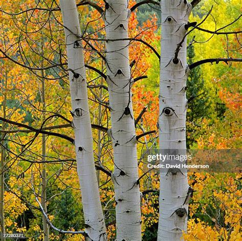 Aspen Wood Texture Photos and Premium High Res Pictures - Getty Images