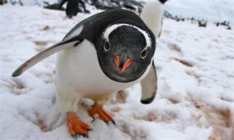 Gentoo Penguin | Photos | WWF