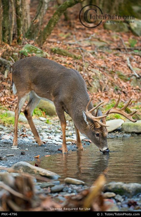 White-Tailed Deer Drinking Water Photo PNX-4796