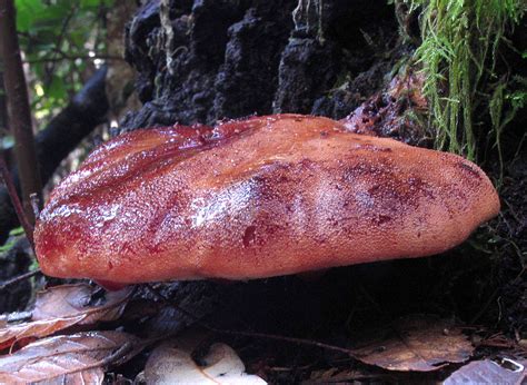 California Fungi: Fistulina hepatica