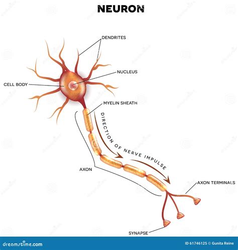 Labeled Diagram Of The Neuron Stock Vector - Image: 61746125