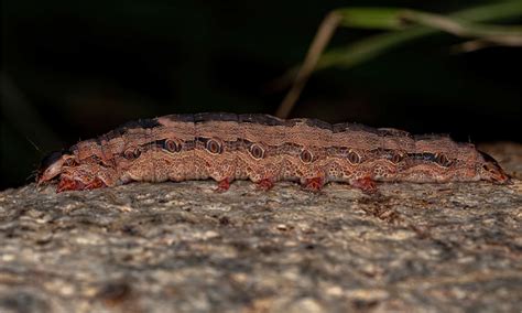 Black Witch Moth Pictures - AZ Animals