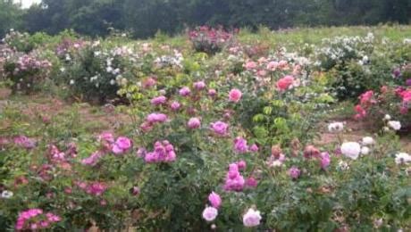 What Is The Proper Spacing When Planting Roses? - FineGardening