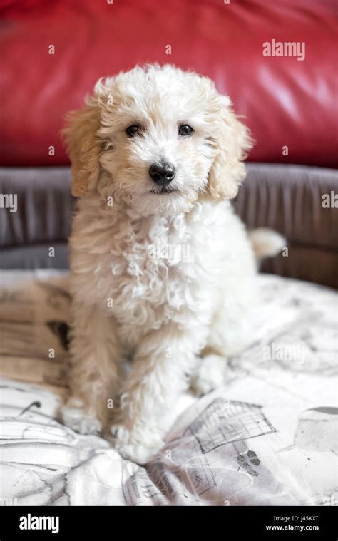 Shaggy poodle hi-res stock photography and images - Alamy