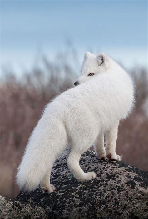 Pin by NoraList on Animals in 2020 (With images) | Arctic fox, Albino ...