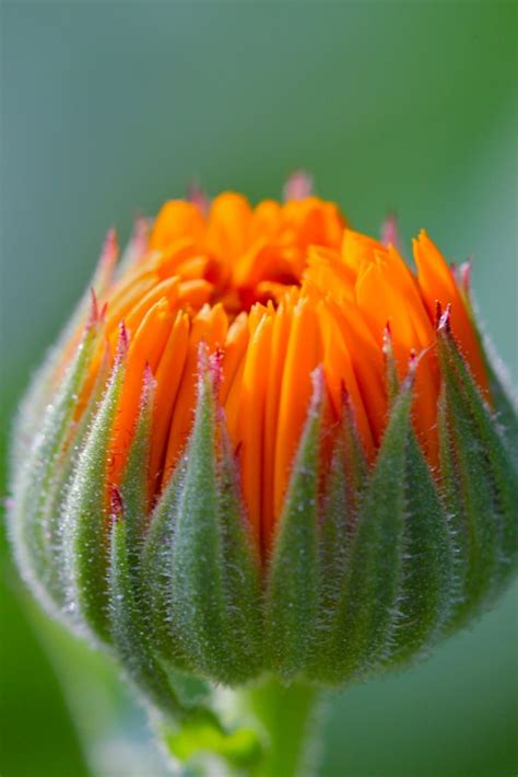 Calendula – Sunshine Incarnate – an Edible and Medicinal Flower | Chestnut School of Herbal Medicine