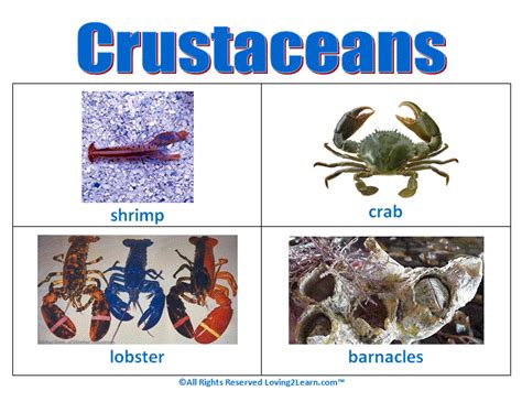 Super Subjects - Super Science - Life Science - Water - Crustaceans