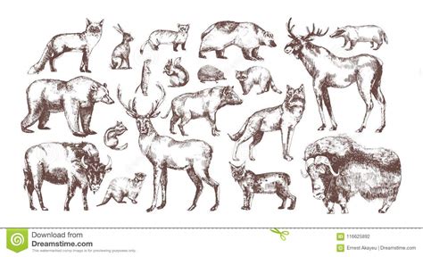 Forest Animals Drawing