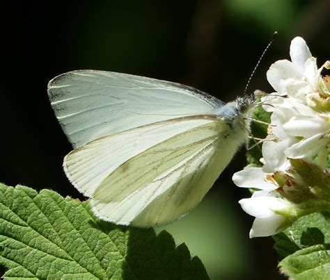 Butterflies of New Mexico: The Whites (Pieridae II: Pierinae ...