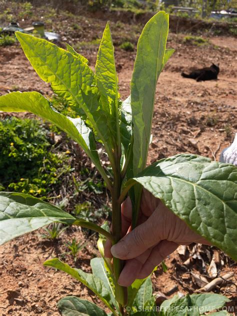 How to Harvest and Prepare Pokeweed or Poke Salad (Sallet) – Asian Recipes At Home