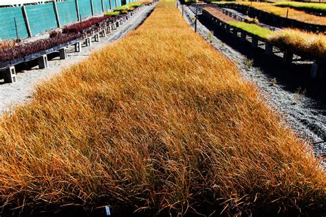 Carex testacea x 150 Landscape Grade | Orari Nursery Online