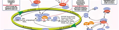 CDK Inhibition | CDK Inhibitor Review