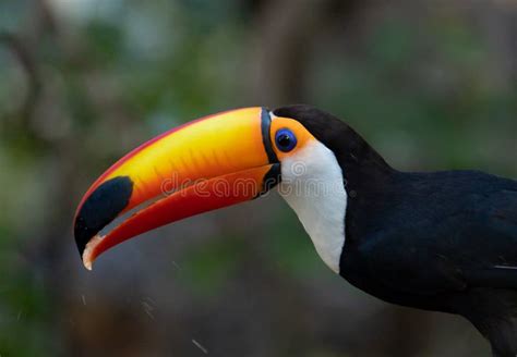 The Large Open Beak of Toucan Toco. Stock Photo - Image of natural, copy: 193954496