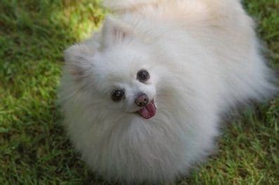 Pomeranian Dog Names - Over 300 Gorgeous Ideas! - PetPress