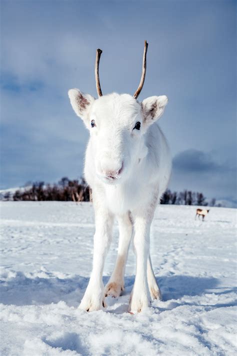 OMG, KYHUTE! A rare, baby white reindeer was just spotted in Norway ...