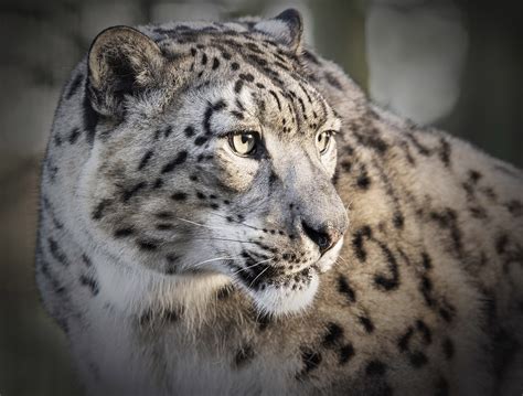 Gorgeous Snow Leopard Cubs Growing Up In Kent! - My Weekly