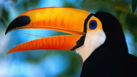 Toucan Art