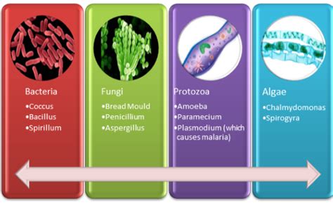 5 types of microorganisms