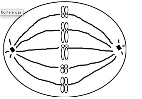 Solved Draw a metaphase I of meiosis of THIS cell. What | Chegg.com