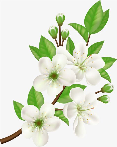 White Flower Vector at GetDrawings | Free download