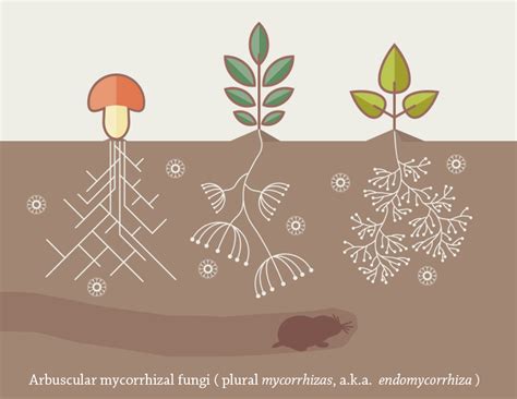 Arbuscular mycorrhizal fungi classification pipeline | Home