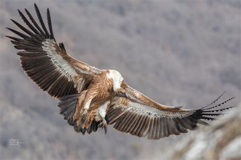 TOUR FOCUS – Birding Caucasus