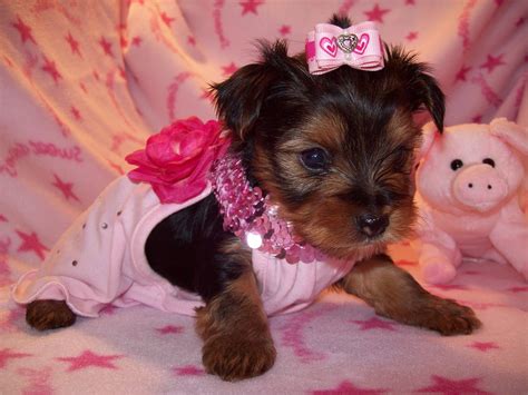 Tiny Yorkie Puppies: Tiny Female Yorkie puppy