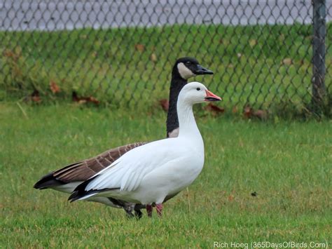 Snow Geese! | 365 Days of Birds