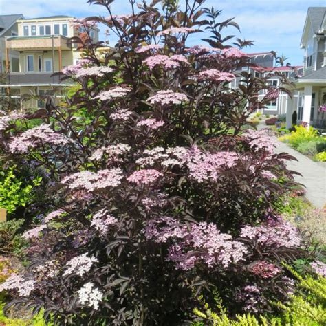 Black Lace Elderberry (Sambucus nigra 'Eva'): Bold and Beautiful ...