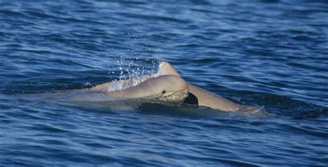 Australian snubfin dolphin - Whale & Dolphin Conservation Australia