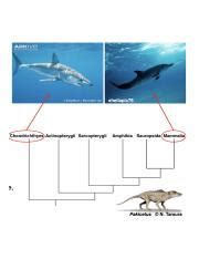 Evolution of Chondrichthyes, Actinopterygii, Sarcopterygii, | Course Hero