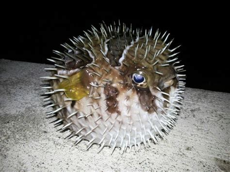 The pufferfish | Puffer fish, Balloon fish, Sea dweller