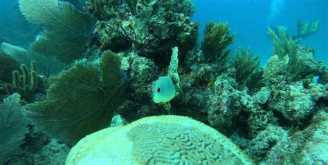 Understanding and combating coral bleaching | GVI | GVI