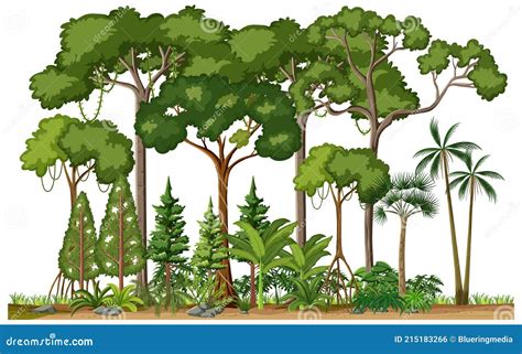 Set of Different Rainforest Trees on White Background Stock Vector - Illustration of green ...