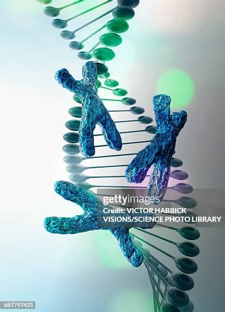 388 X Chromosome Stock Photos, High-Res Pictures, and Images - Getty Images