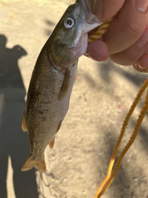 Caught a squawfish yesterday, a lady came and tried to take it out the stringer and revive it ...