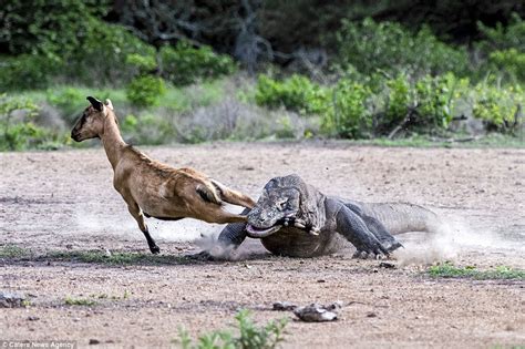 Pair of Komodo dragons catch and kill an unsuspecting goat in Indonesia | Daily Mail Online