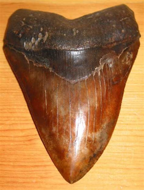 EXCEPTIONAL 6.145 INCH RED MEGALODON TOOTH