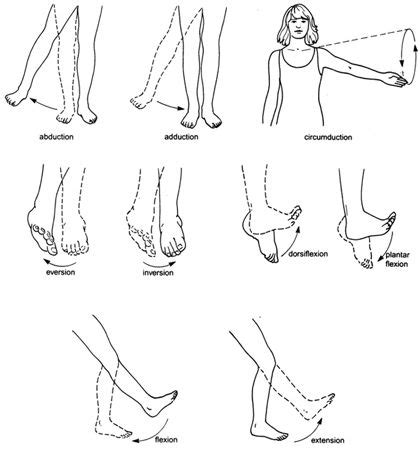 Body Movement Diagram